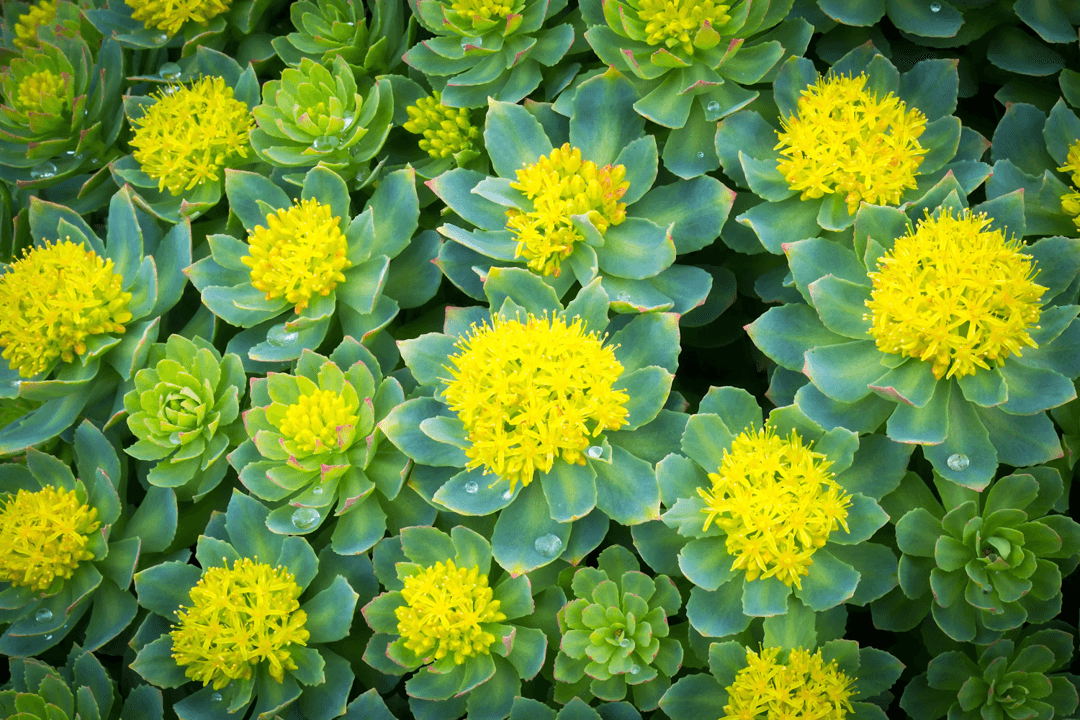Rhodiola Rosea. Adaptogen that helps the body adapt to stress.