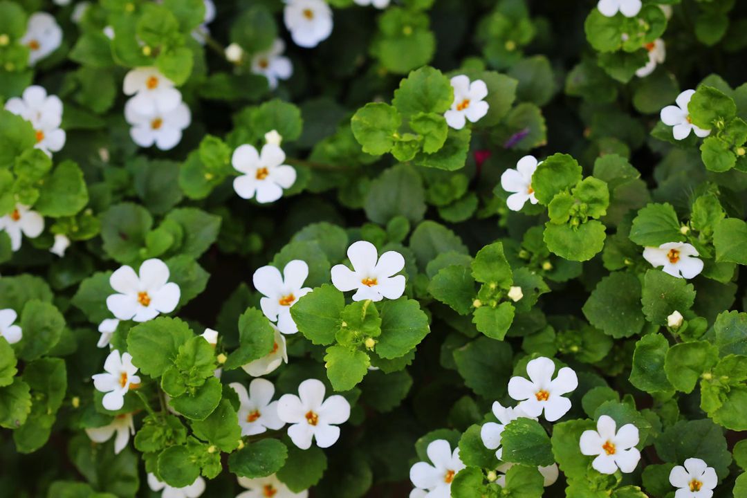 Bacopa Monnieri — Ayurvedic herb supporting memory and learning
