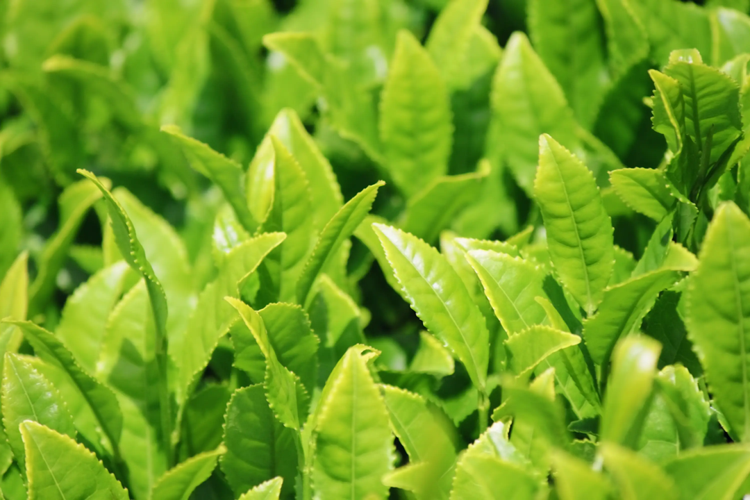 L-Theanine — amino acid promoting calm, alert focus