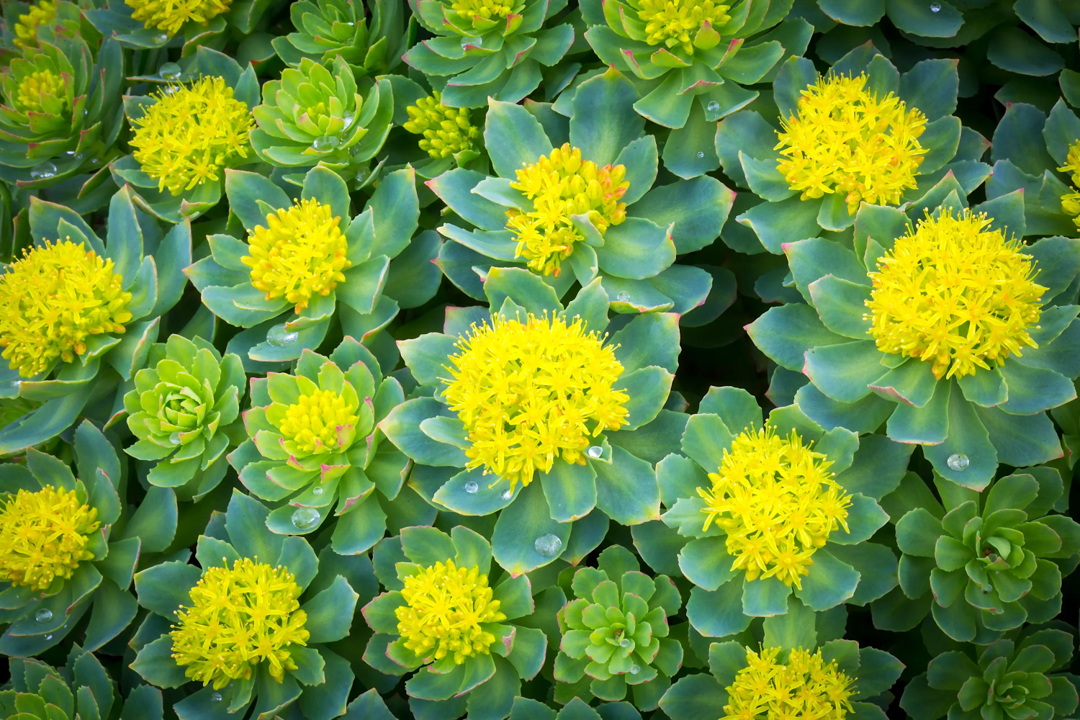 Rhodiola Rosea — adaptogen that helps the body adapt to stress